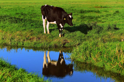 Extern salderen met veehouderij mogelijk in enkele provincies