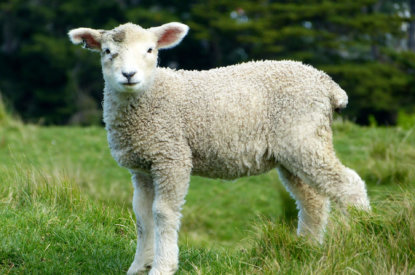 Graasdierpremie runderen en schapen