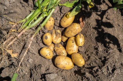 Aanmelden voor tegemoetkoming aardappeltelers