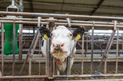 Voermaatregel melkvee gaat niet door