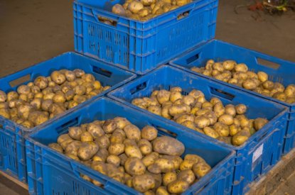 Vaststelling steun fritesaardappelen, sierteelt en voedingstuinbouw