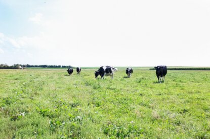 Verleasen stikstofruimte in enkele provincies toegestaan