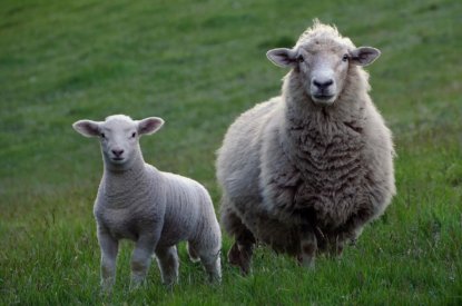 Graasdierpremie schapen 2020 valt lager uit