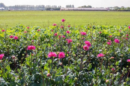 Gecombineerde opgave doen? Werk uw percelen bij