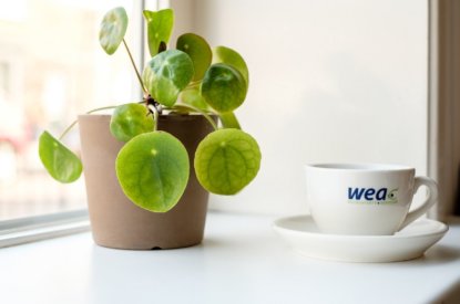 Voorschot basis- en vergroeningsbetaling 2021