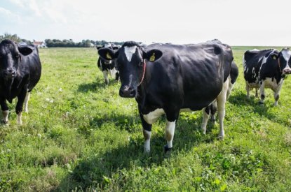 Standaard hoogste werkingscoëfficiënt bij mestmengsels