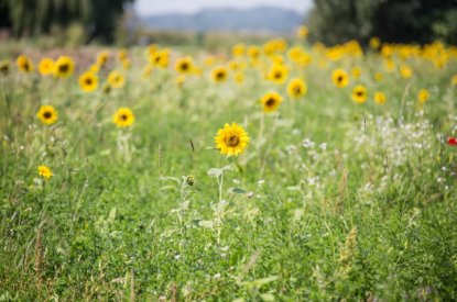 Landelijke subsidieregeling Economisch Herstel Fonds (EHF)