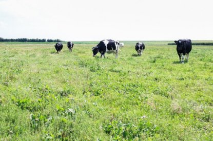 Korting stikstofnorm mais na gras op zand en löss 85 kg in 2022