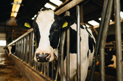 Nateelt ‘gras’ en stikstofnorm