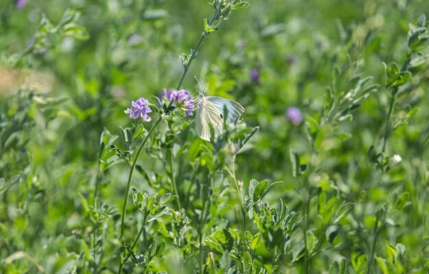 Opnieuw aanmelden eco-activiteit Groene braak toegestaan, wellicht ook Kruidenrijke bufferstrook